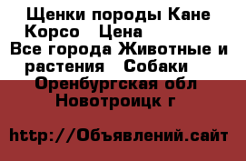 Щенки породы Кане-Корсо › Цена ­ 25 000 - Все города Животные и растения » Собаки   . Оренбургская обл.,Новотроицк г.